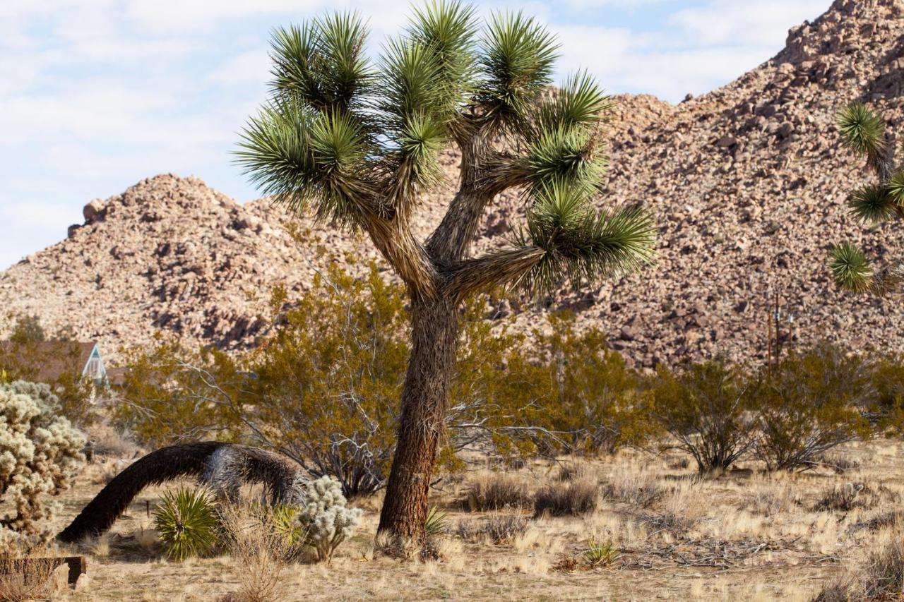 @ Marbella Lane - 10 Acres Oasis Desert Retreat! Joshua Tree Zewnętrze zdjęcie